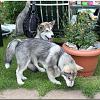 Besuch Tazanna und Pan 235